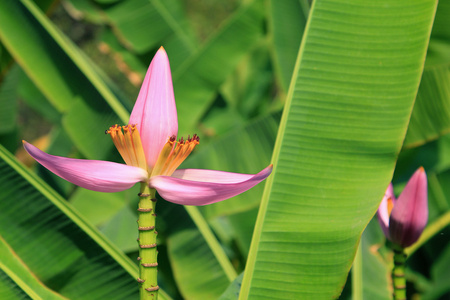 香蕉花