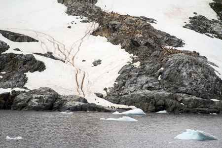 南极洲的企鹅在野外