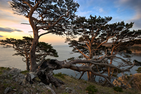 松树海岸