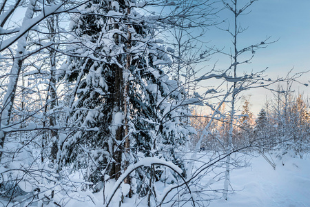 冬天白雪皑皑的丛林，在蓝蓝的天空下