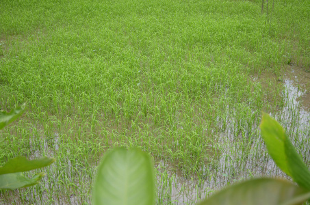 在水中的草