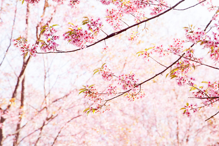 美丽的粉红色的樱桃花