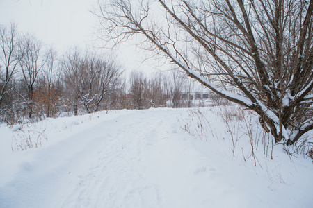 冬季景观。雪下的松树分支树