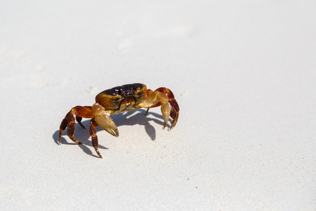 在泰国的沙质海滩上蟹