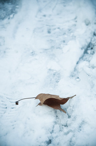 在雪中的叶