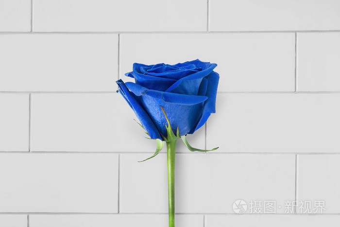 蓝玫瑰