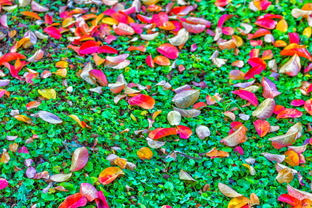 秋天的叶子在草地上