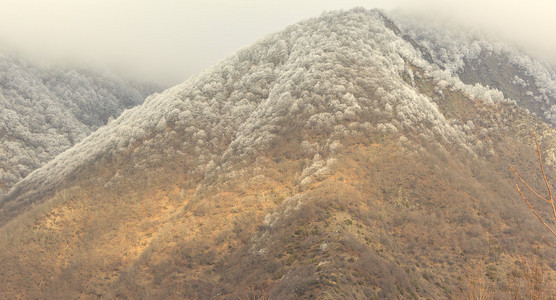 弗罗斯特山 Qax 阿塞拜疆在树上