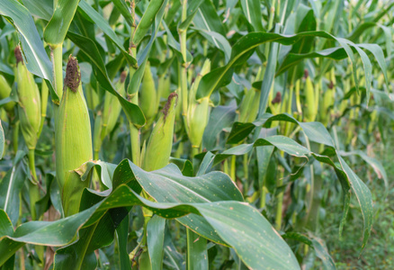 玉米田在农业农村景观