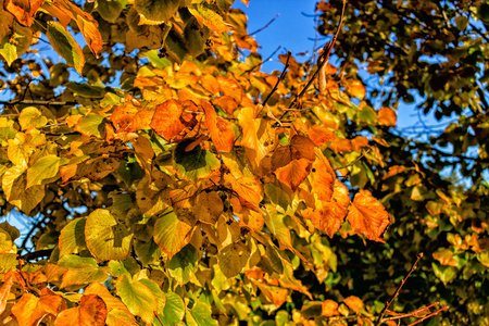 秋天的黄叶树