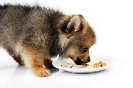 小狗喜欢吃