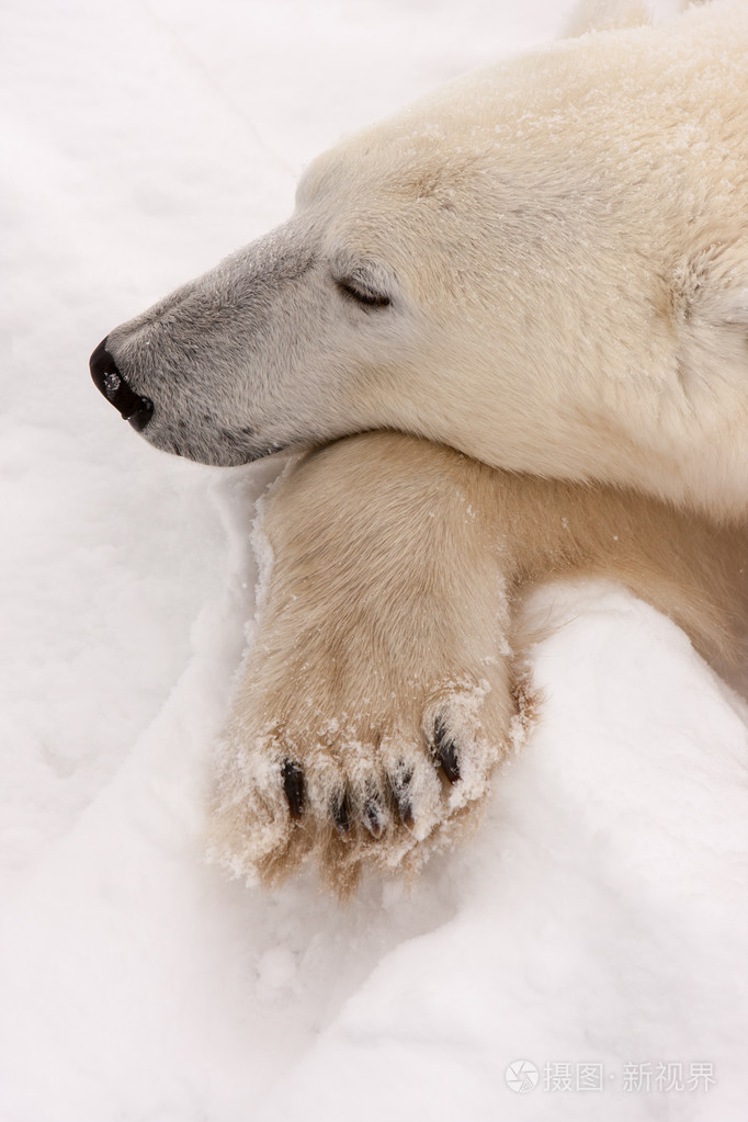 枕着爪子与一头成年北极熊