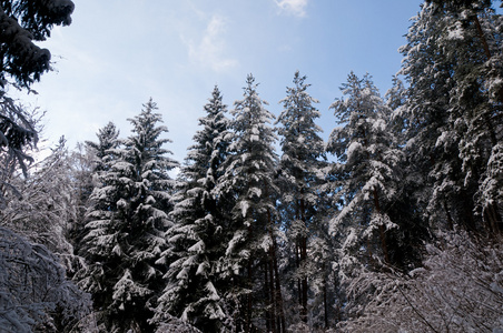 雪林