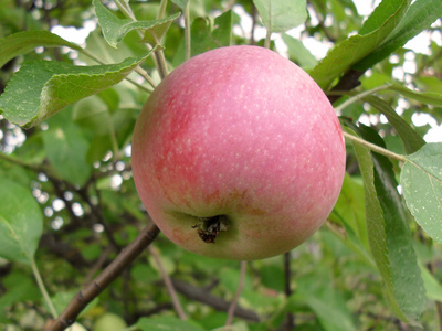 粉色苹果在树上，宏