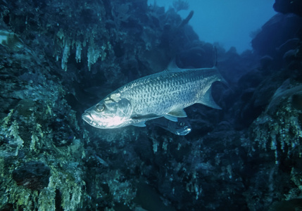 大西洋大海鲢图片