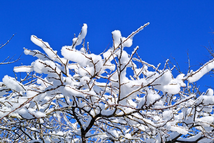 雪覆盖着的树枝