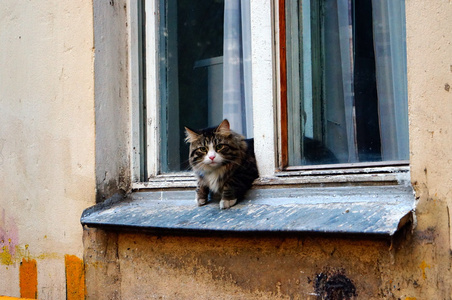 看着窗外的猫