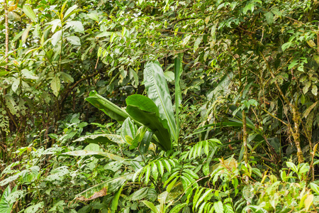 亚马逊的植物区系，Yasuni 国家公园南美洲