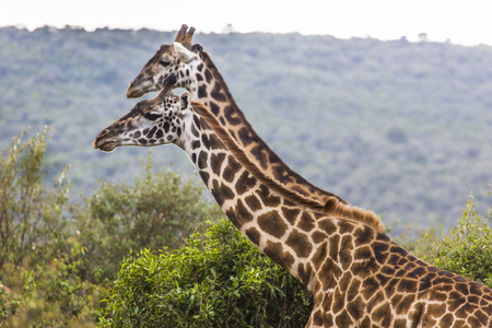 在 safari 野生驱动器上，肯尼亚的长颈鹿