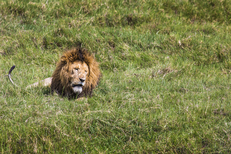 在肯尼亚马赛马拉的大狮子