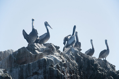 鹈鹕在岩石上，Islas Ballestas，秘鲁