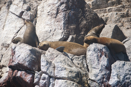 海狮在岩石上，Islas Ballestas，秘鲁