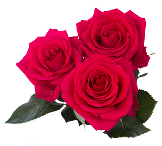 三深粉红玫瑰