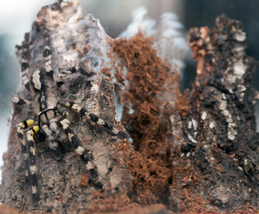 Poecilotheria 鲛