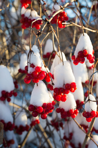 荚蒾浆果在雪地上阳光灿烂的日子