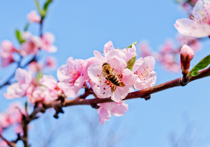 桃花蜜蜂