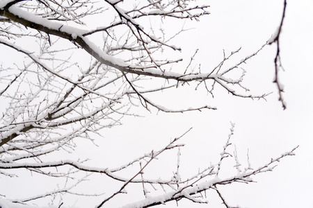 在雪中的树枝