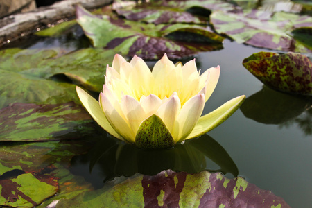 睡莲或池塘中的莲花