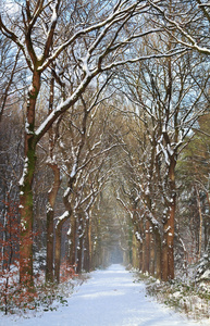 在洁白的雪地冬季森林的路径
