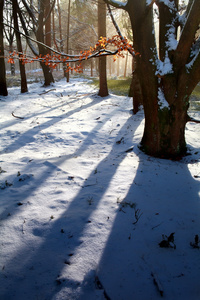 在下雪的冬天森林日出