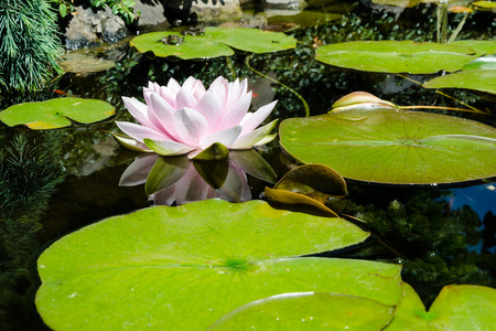 莲花和池塘里的青蛙