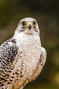 在冬天设置银 Gerfalcon