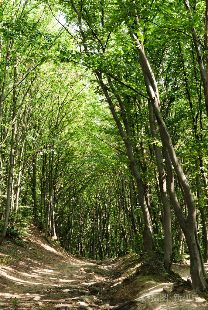在幼龄林绿色夏季的细长的树木