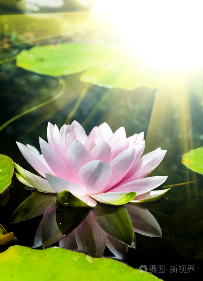 在池塘中的莲花