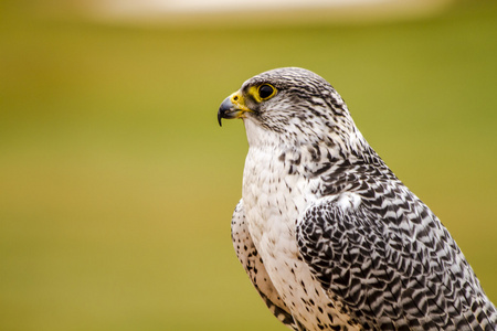 在冬天设置银 Gerfalcon