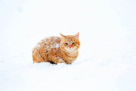 姜雪背景上的猫