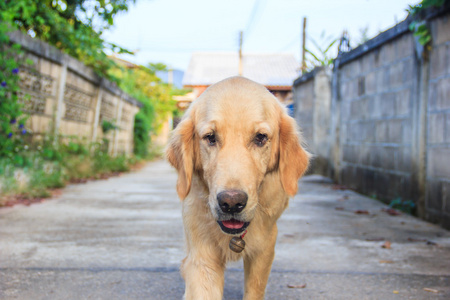 老黄金猎犬