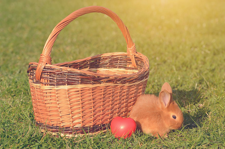 大野心在绿色草地上的小兔子照片