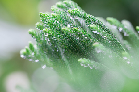 诺福克岛松叶与水滴雨后