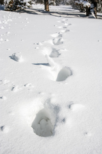 在雪中的脚印