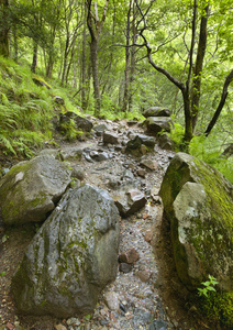 苏格兰的风景与潮湿的森林和岩石