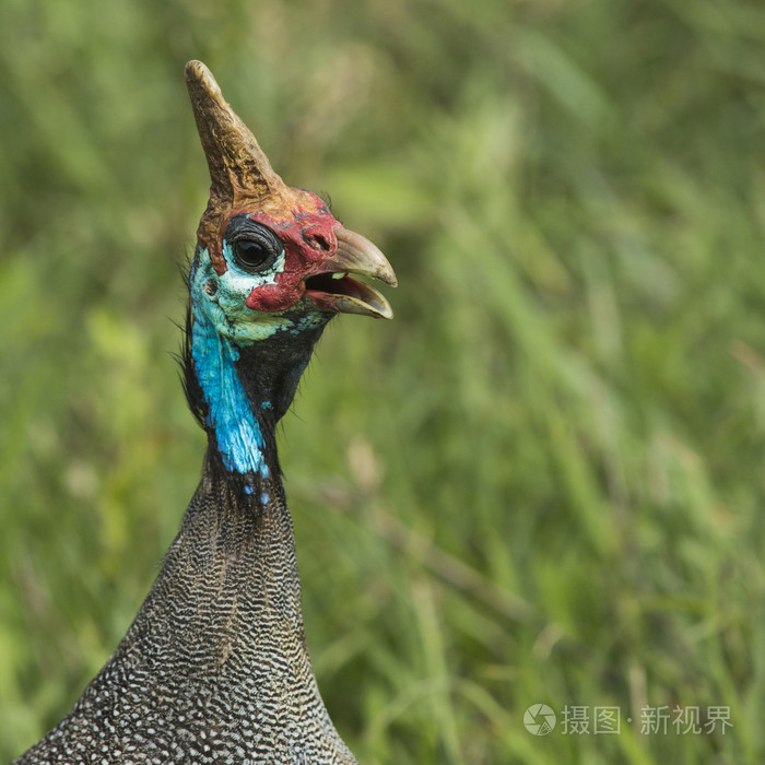 头戴钢盔的珍珠鸡.在非洲的野生鸟.马尼亚拉湖国家
