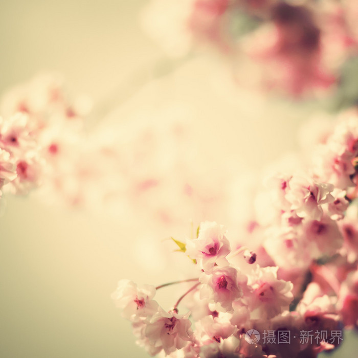 樱花，复古风格的照片