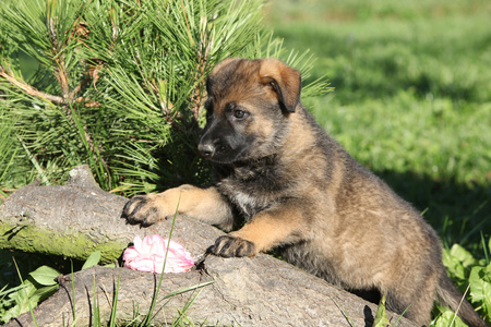 可爱的小狗德国牧羊犬图片