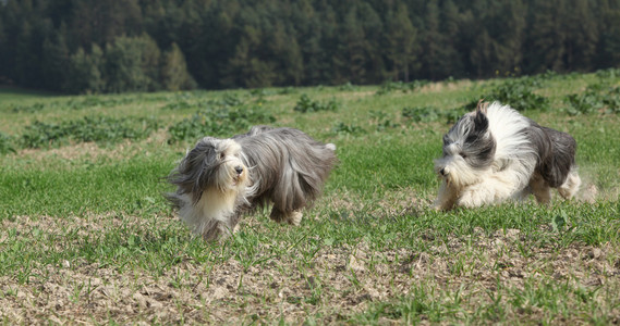 令人惊叹的两具髯毛牧羊犬在一起运行