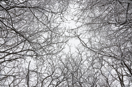 被白雪覆盖的树木